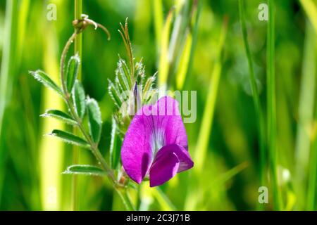 Common Vetch (vicia sativa), close up showing the flower and leaves, with tendrils wrapped around a grass stem supporting the plant. Stock Photo