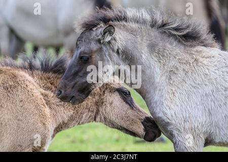 Munsterland, Germany. 20th June, 2020. Two of the many foals this year. The 400 strong herd of the famous 'Dülmen wild horses', an ancient breed first mentioned in 1316 which now lives in a semi-wild nature reserve setting including moors, grass and woodland, enjoy spending time in the sunshine. Credit: Imageplotter/Alamy Live News Stock Photo