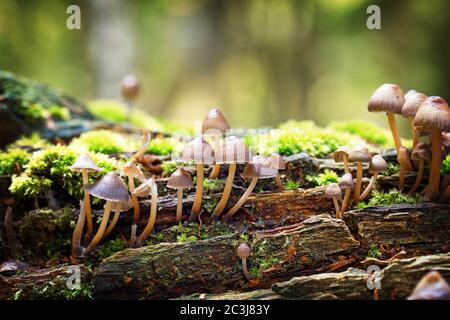 Mycena haematopus fungi, commonly known as the bleeding fairy helmet or burgundydrop bonnet, ggrowing in the remains of a dead tree. New Forest, Hamps Stock Photo