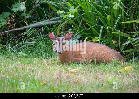 muntjac deer in garden Muntjacs, also known as barking deer or rib-faced deer are small deer of the genus Muntiacus Stock Photo