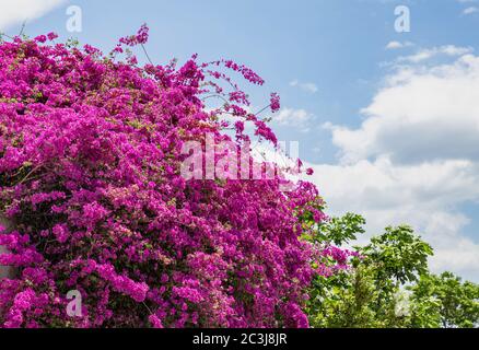 Pink purple bougainvillea spectabilis  blooming. Thorny wild tropical vine plant with green leaves. Bush, trees, flowers in springtime. Cloudy blue sk Stock Photo
