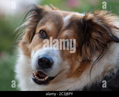 are greek shepherd noisy