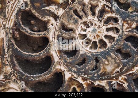 Closeup of an ancient ammonite fossil in cross section. This fossilized sea creature is a clear example of the Fibonacci spiral in nature. Stock Photo