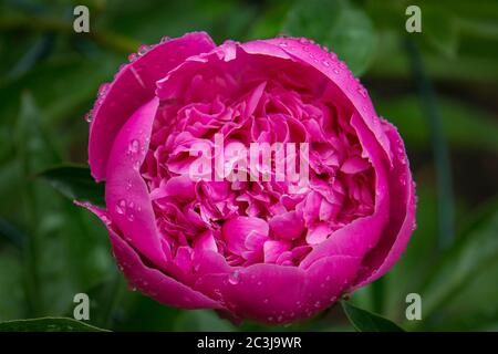 pink peony blossom opening up after the rain Stock Photo