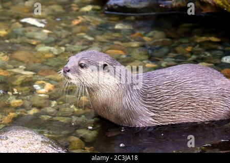 North American RIVER OTTER Lontra canadensis