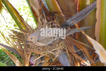 A female mourning dove (Zenaida macroura) sits on eggs in her shallow nest of sticks built on the leaves of a giant bird-of-paradise plant (Strelitzia nicolai) near the Gulf coast of central Florida, USA. This small dove is easily recognized by the sad sound of its call, a mournful cooing. The mourning dove is among the most abundant and wide-spread bird species in North America. The birds are very prolific, often hatching a pair of eggs from two to six times every year. Their numbers reach into the millions and the birds are often hunted for sport and meat. Stock Photo