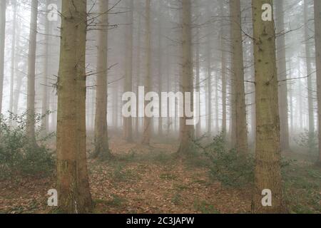 Misty forest landscape Stock Photo