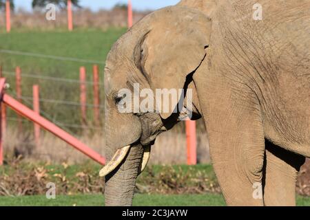 A close up of an African Elephant at a zoo Stock Photo