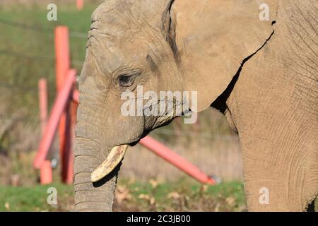 A close up of an African Elephant at a zoo Stock Photo