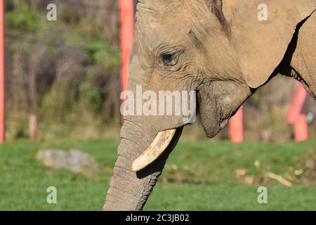 A close up of an African Elephant at a zoo Stock Photo