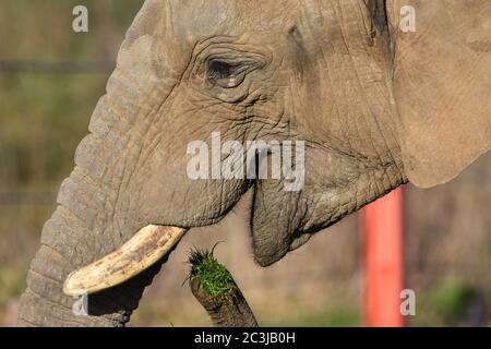 A close up of an African Elephant at a zoo Stock Photo