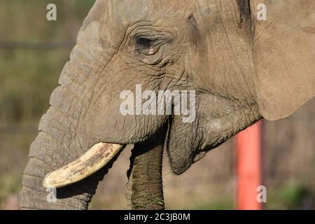 A close up of an African Elephant at a zoo Stock Photo