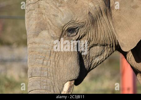 A close up of an African Elephant at a zoo Stock Photo