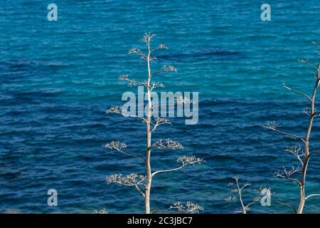Agave americana large tree-like flowers by the sea Stock Photo