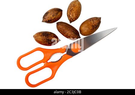 Some pecan nuts and kitchen scissors with nutcracker isolated on white background with clipping path Stock Photo