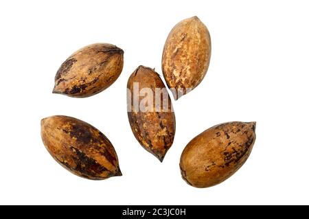 Some whole pecan nuts isolated on a white background with clipping path Stock Photo