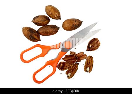 Some pecan nuts and kitchen scissors with nutcracker isolated on white background with clipping path Stock Photo