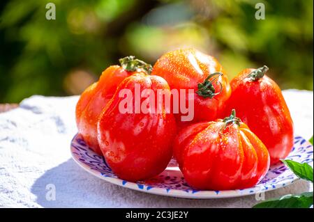 Fresh ripe red beefsteak or coeur de boeuf tomatoes in garden Stock Photo