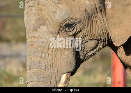 A close up of an African Elephant at a zoo Stock Photo