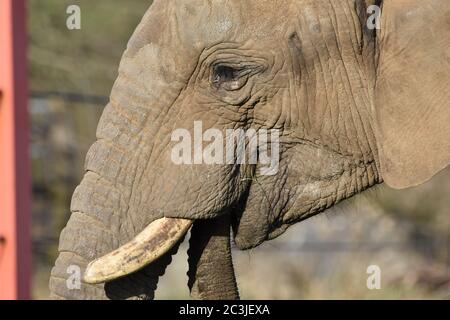 A close up of an African Elephant at a zoo Stock Photo