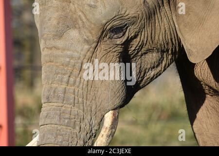 A close up of an African Elephant at a zoo Stock Photo