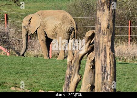 An African elephant walking around an enclosure at a zoo Stock Photo