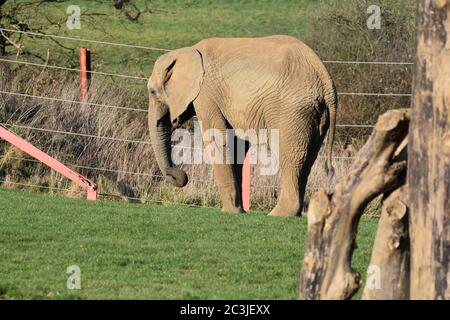 An African elephant walking around an enclosure at a zoo Stock Photo