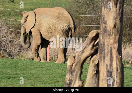 An African elephant walking around an enclosure at a zoo Stock Photo
