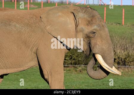 A close up of an African Elephant at a zoo Stock Photo