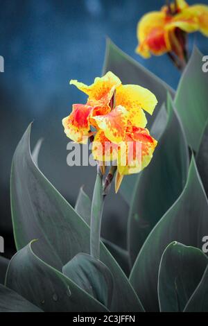 Yellow Canna flower in the garden Stock Photo