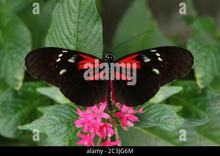 Butterfly Large common Postman Heliconius Melpomene Rosina Stock Photo