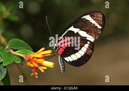 Butterfly Large common Postman Heliconius Melpomene Rosina Stock Photo