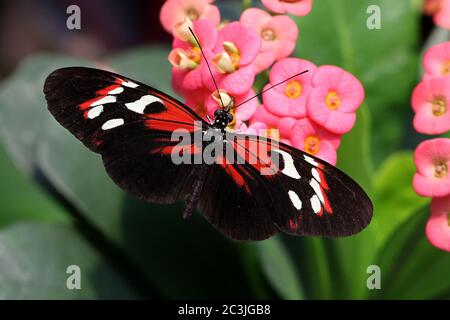 Butterfly Large common Postman Heliconius Melpomene Rosina Stock Photo