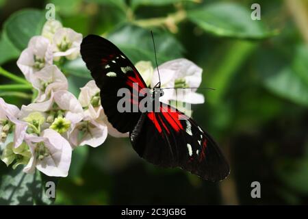 Butterfly Large common Postman Heliconius Melpomene Rosina Stock Photo