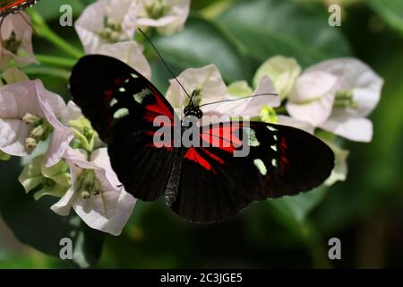 Butterfly Large common Postman Heliconius Melpomene Rosina Stock Photo