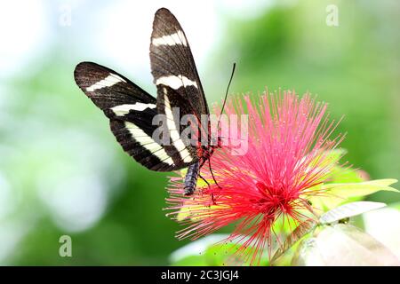 Butterfly Large common Postman Heliconius Melpomene Rosina Stock Photo