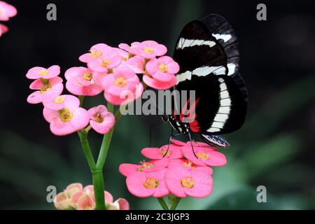 Butterfly Large common Postman Heliconius Melpomene Rosina Stock Photo