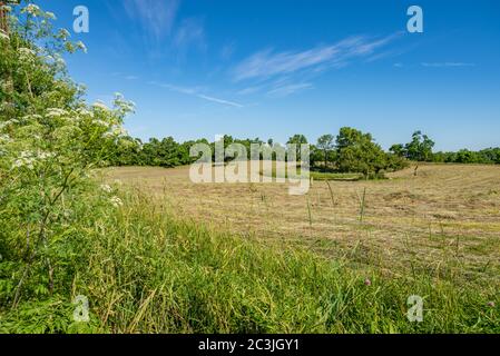 Bluegrass pasture after mowing in Kentucky Stock Photo