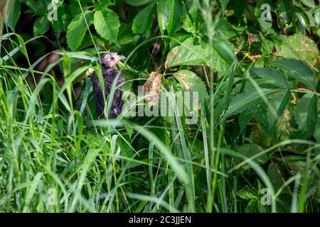 Baby Red-winged Blackbird (Agelaius phoeniceus) perched on a branch close to the ground waiting to be fed, horizontal Stock Photo