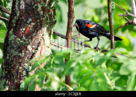 Male Red-winged Blackbird (Agelaius phoeniceus) perched on a branch with dragonfly in its beak for its baby, horizontal Stock Photo