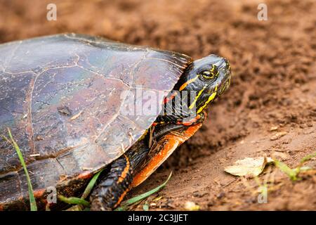 close-up of  a Wisconsin Western Painted Turtle (Chrysemys picta) in the sand, horizontal Stock Photo