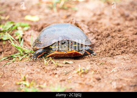 Wisconsin Western Painted Turtle (Chrysemys picta) laying eggs, horizontal Stock Photo