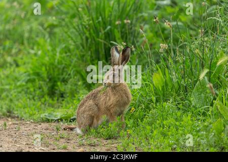 Large Brown Hare (Scientific name: Lepus Europaeus) sat in the rain eating grass with raindrops on the vegetation.  Facing forward. Close up.Landscape Stock Photo