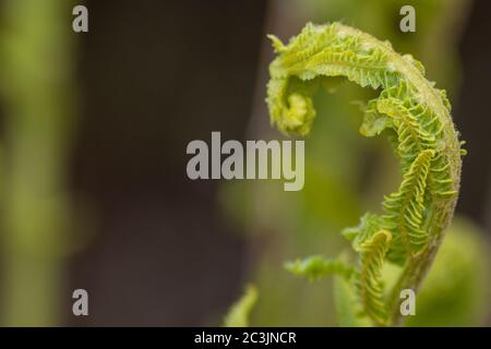 A fiddlehead fern or green unrolling into a frond harvested as a vegetable.  The fiddlehead resembles the curled ornamentation of a scroll. Stock Photo