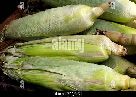 Corn in green husks at a street fair Stock Photo