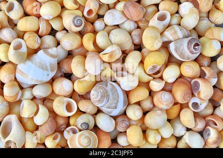 Closeup of colorful collection of different periwinkle shells (Littorina) gathered from New England beaches. Variety of colors, sizes, and shapes. Stock Photo