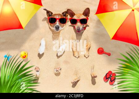 couple of two dogs  buried in the sand at the beach on summer vacation holidays , having fun and enjoying ,wearing red sunglasses Stock Photo