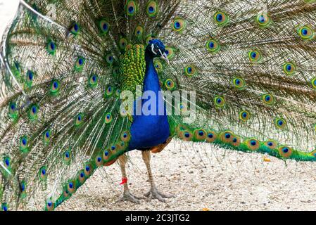 Close up male peacock with fully unfolded feathers of his tail. Stock Photo