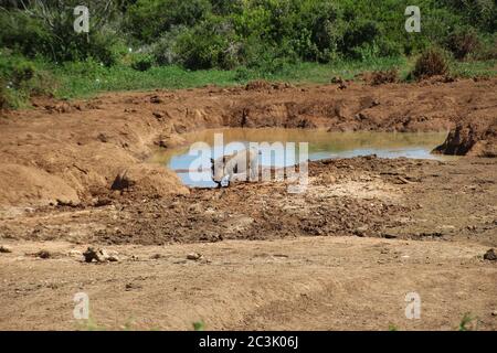 A wild warthog walks out of a water hole, in the Addo Elephant National Park, near Port Elizabeth. South Africa, Africa. Stock Photo