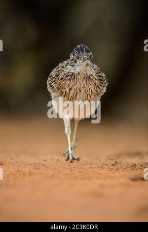 Greater roadrunner (Geococcyx californianus), Santa Clara Ranch, Starr County, Texas, USA Stock Photo